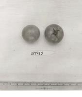 Click for 1 image(s) for this accession. FRUIT